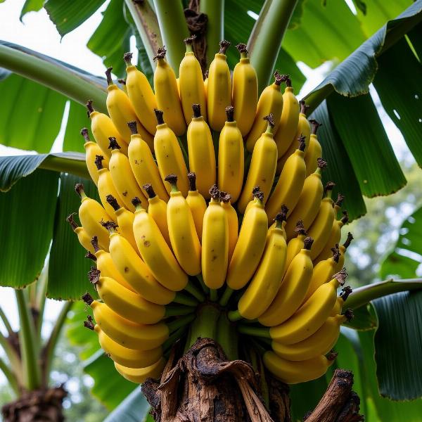 Sonhar com pé de banana: o que significa?