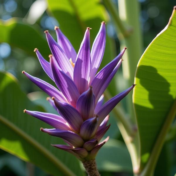 Sonhar com bananeira florindo: Significado e simbolismo.