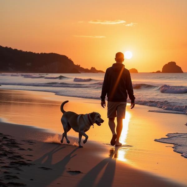 Sonhar com meu cachorro passeando na praia