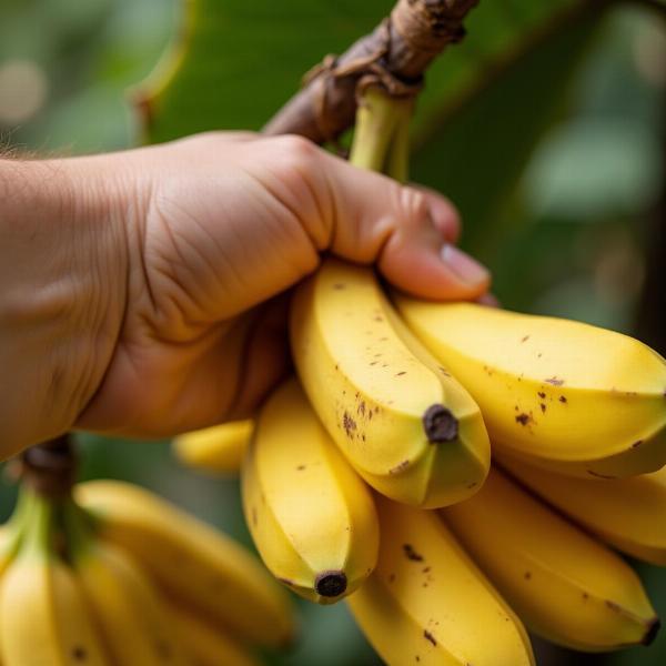 Sonhar com muita banana madura significa fartura