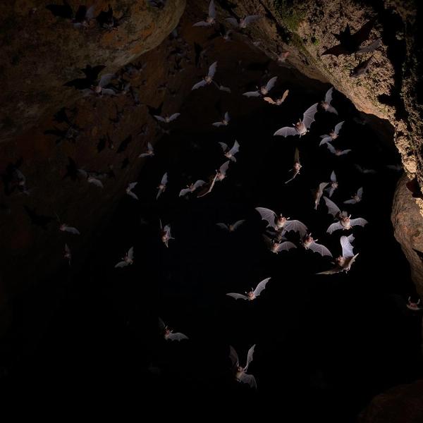 Sonhar com muitos morcegos em uma caverna