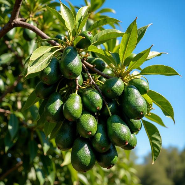 Sonhar com pé de abacate cheio de frutas